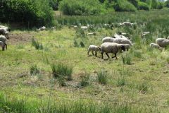 IMG_0087