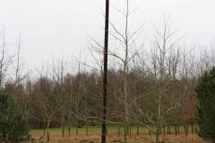 Storchennest_