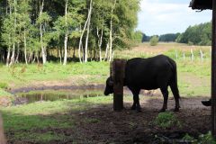 Wasserbueffel