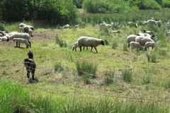 Schafherde-im-Naturschutzgebiet-Tatemeer